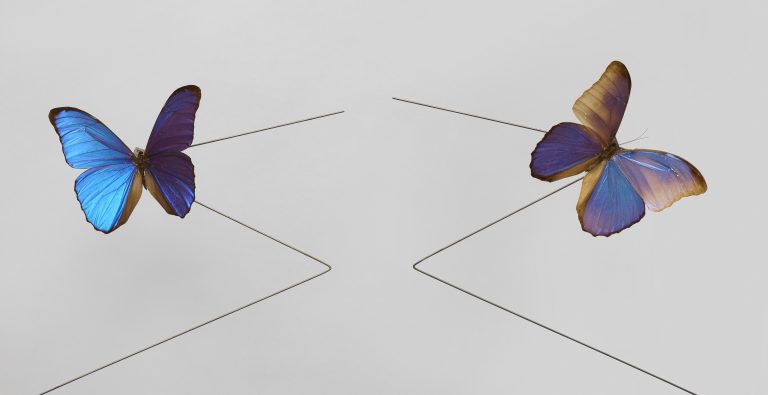 Metal and wire armature mounted on a wall, with a motor that causes several real butterfly specimens to flap their wings in a rhythmic, mechanical motion