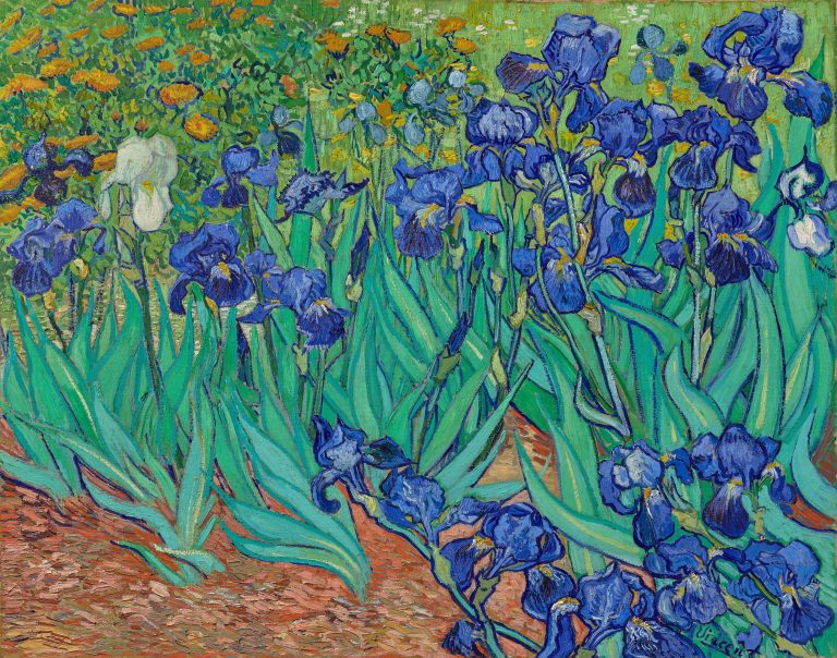 A close-up, vibrant view of purple irises (now faded to blue)